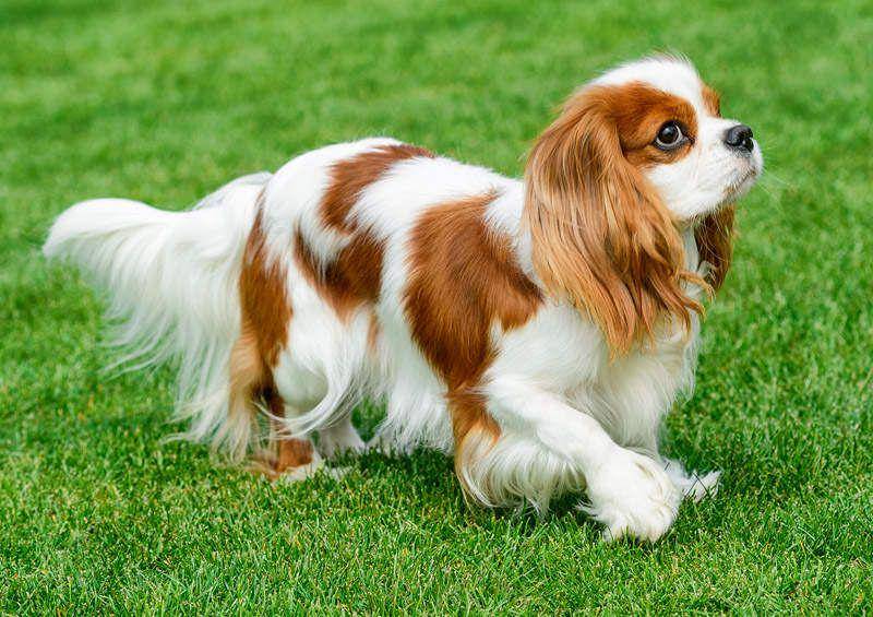 minepuppy.com
