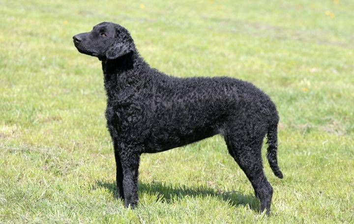 dogbreeds.wiki