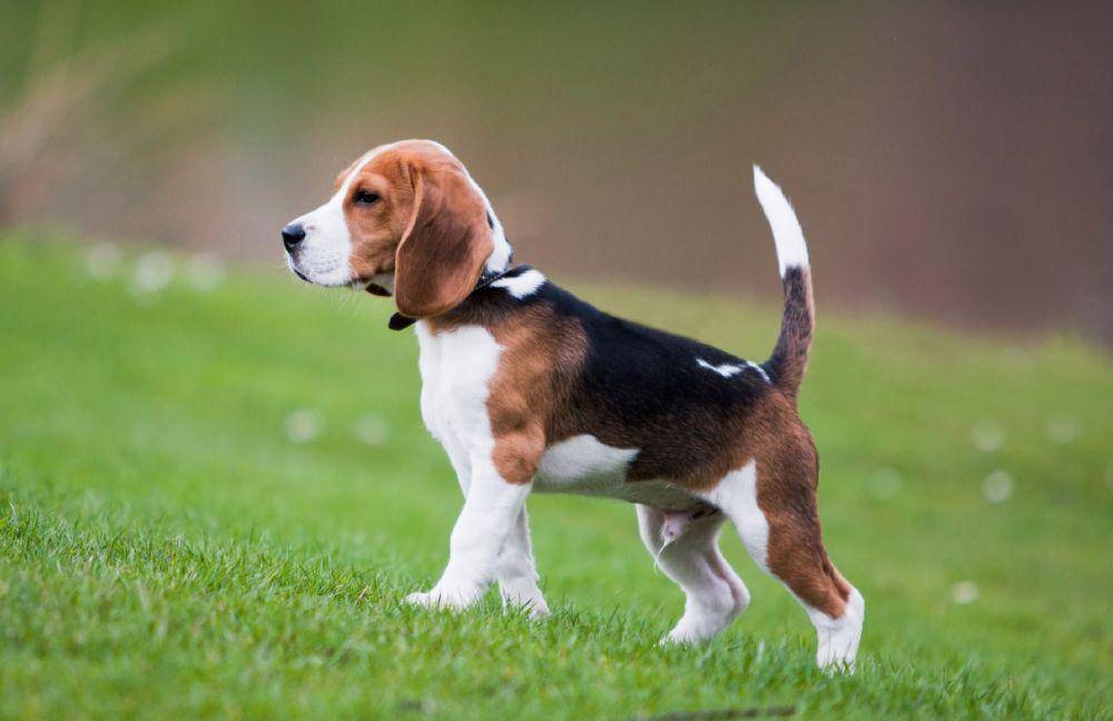 orvis.com