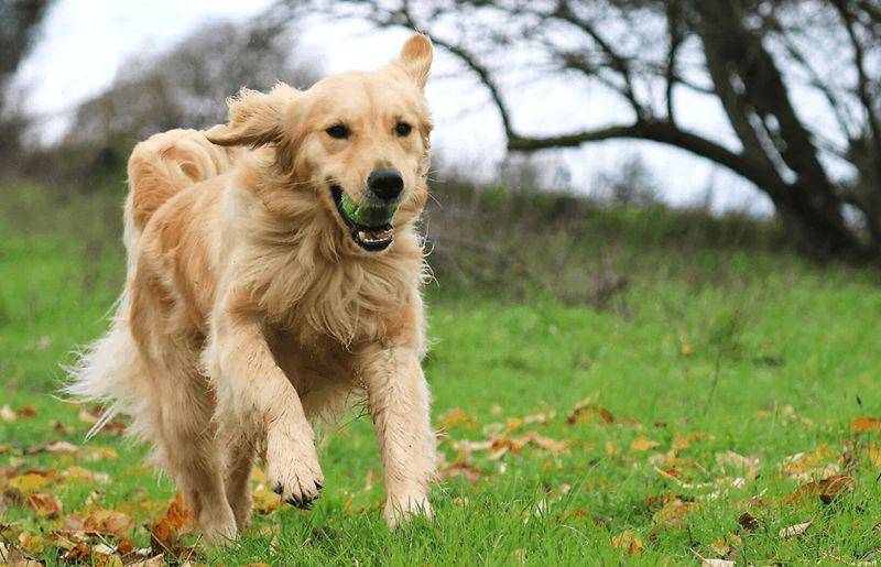 goldenretrieversociety.com