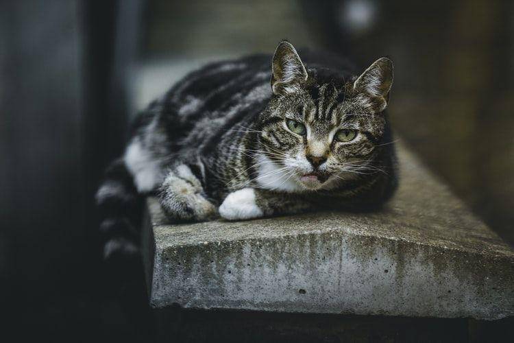 unsplash.com/chrispanas