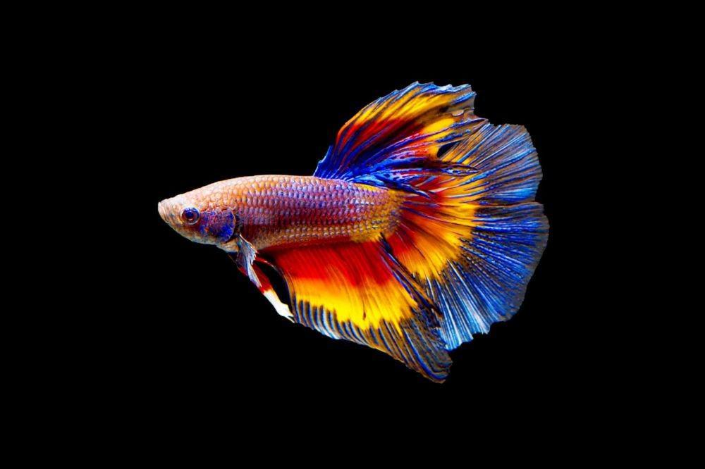 Elegan, Ini 9 Jenis Ikan Cupang Hias yang Perlu Kamu Tahu