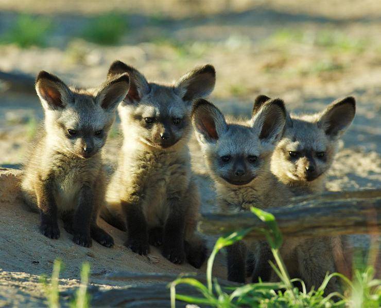 Awf.org