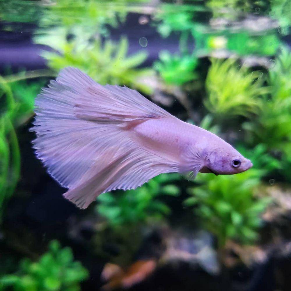 instagram.com/cryptaedcritters