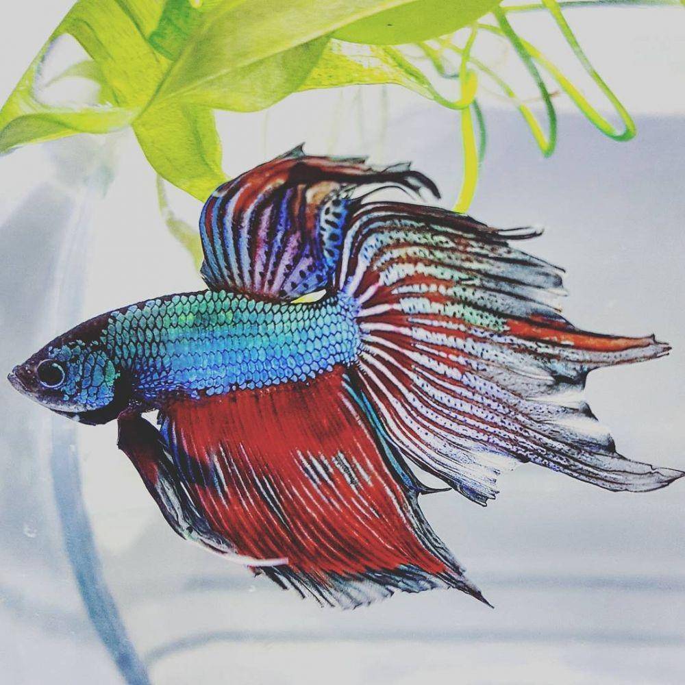 instagram.com/glowbettas
