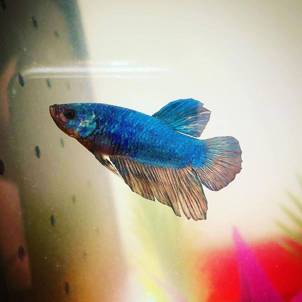 instagram.com/tri.betta