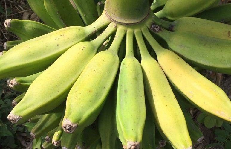 miamifruit.org