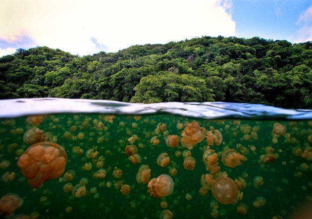 Pulau Kakaban Keajaiban Alam Berusia Jutaan Tahun di Berau