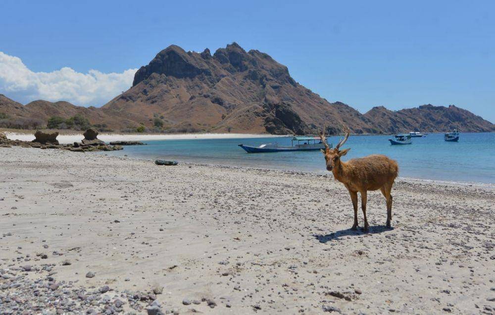 Ilustrasi destinasi pariwisata Indonesia, Labuan Bajo (Dok. Kemenparekraf)