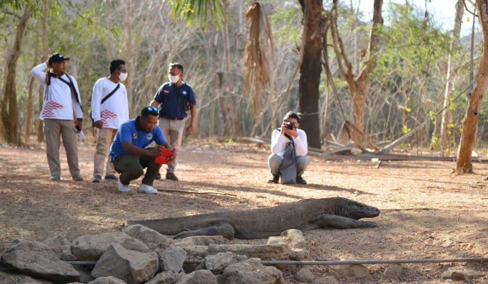 Guru Besar UGM: Pembangunan Jurassic Park Harus Cocok Habitat Komodo