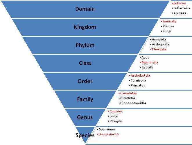 bioweb.uwlax.edu