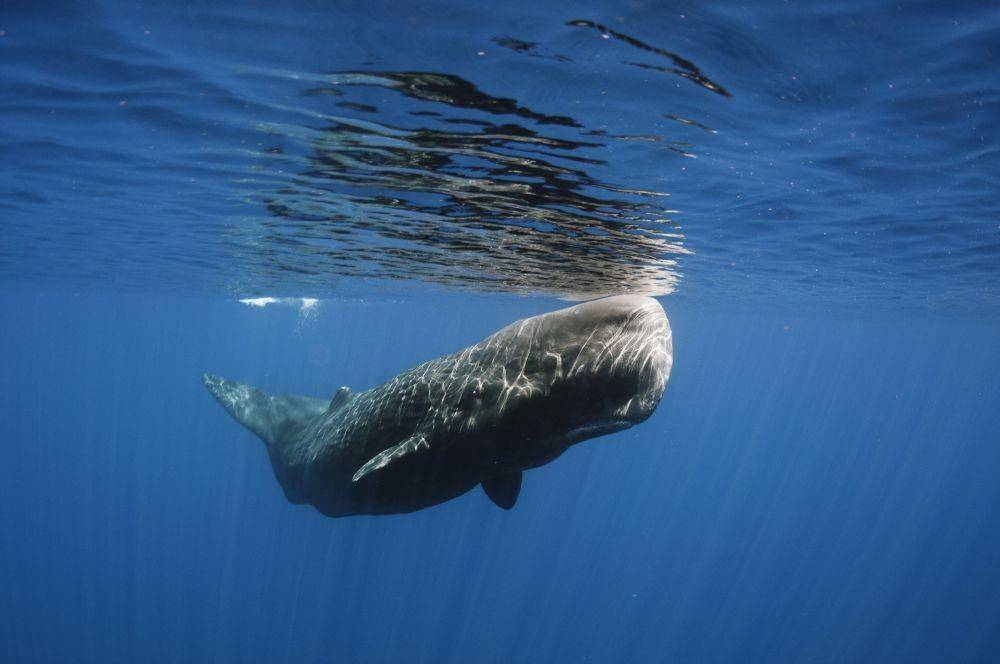 oceana.org