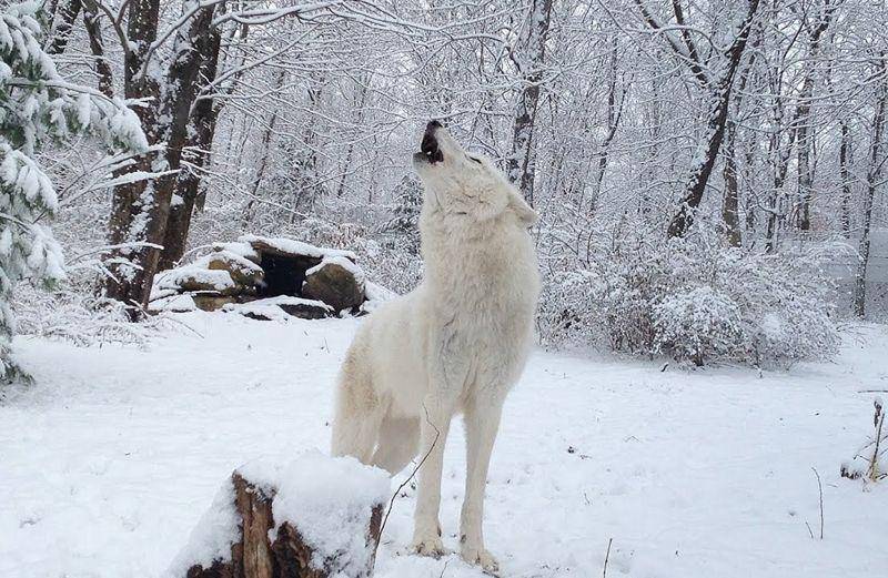 nywolf.org