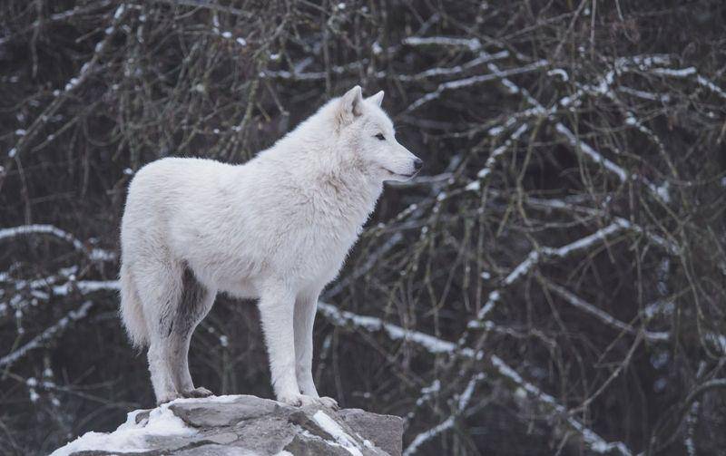 wolvestuff.com