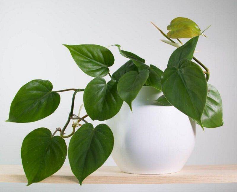 plantingman.com