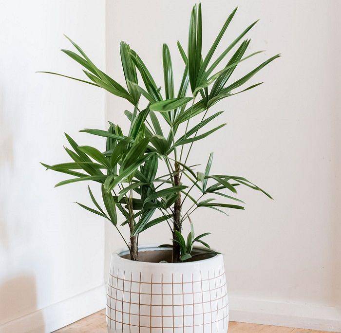 thespruce.com