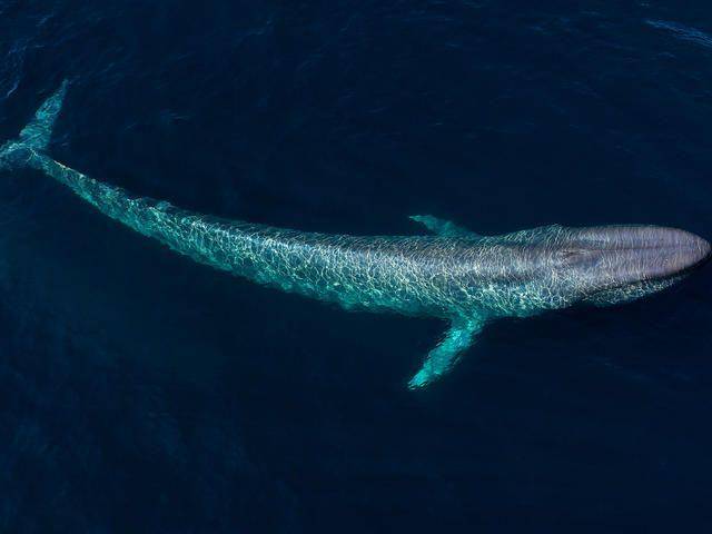 worldwildlife.org