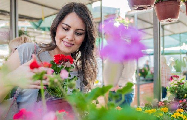 Apakah Geranium Dapat Mengusir Nyamuk? Ini Faktanya