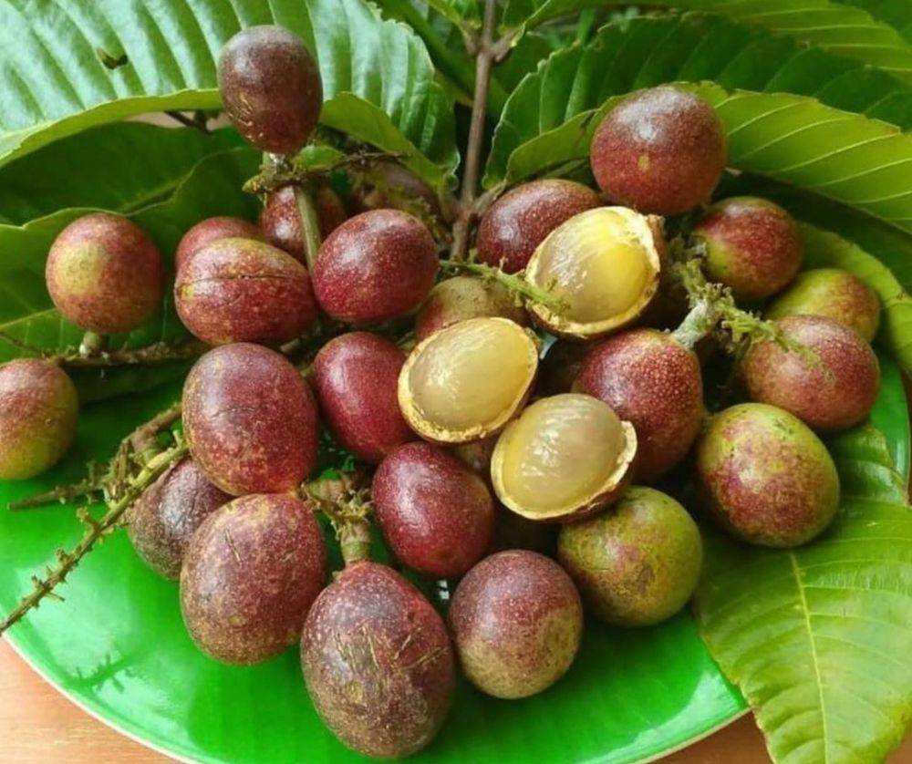 Potret buah matoa (instagram.com/makassarbuah)