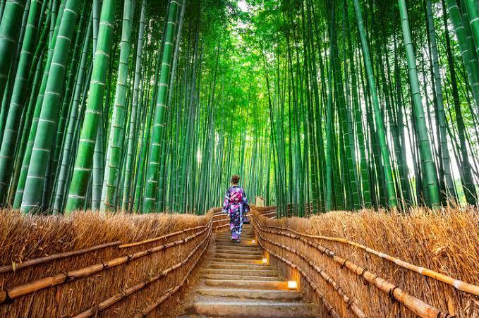 7 Hutan Terindah di Dunia, Ada yang Menyimpan Misteri Sampai Legenda