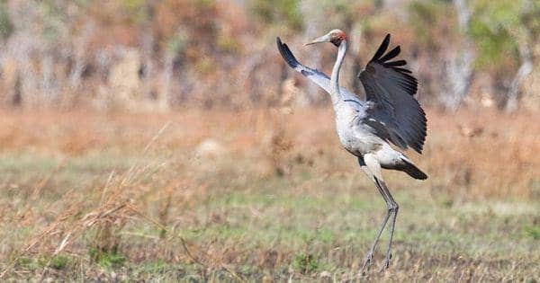 5 Fakta Menarik dari Brolga, Spesies Burung yang Jago Menari!