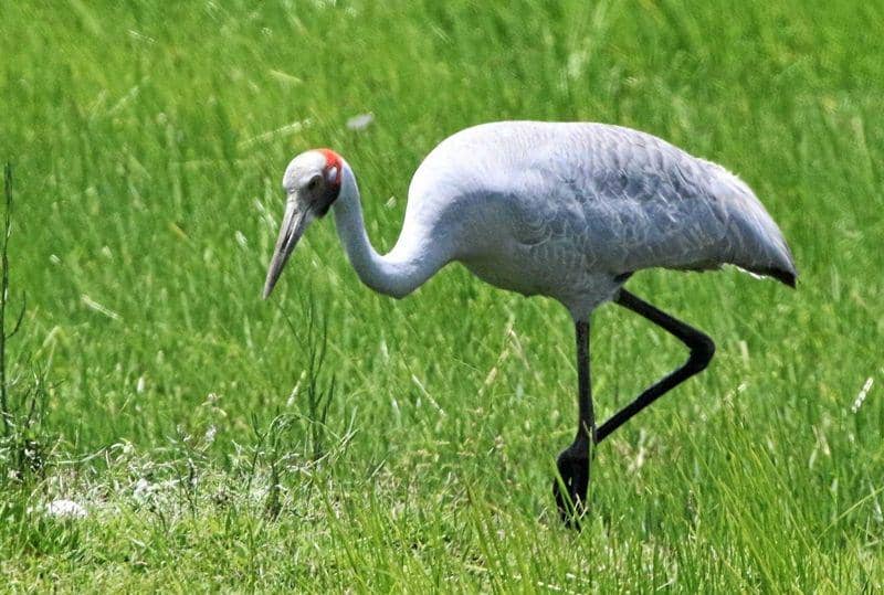 themorningbulletin.com.au