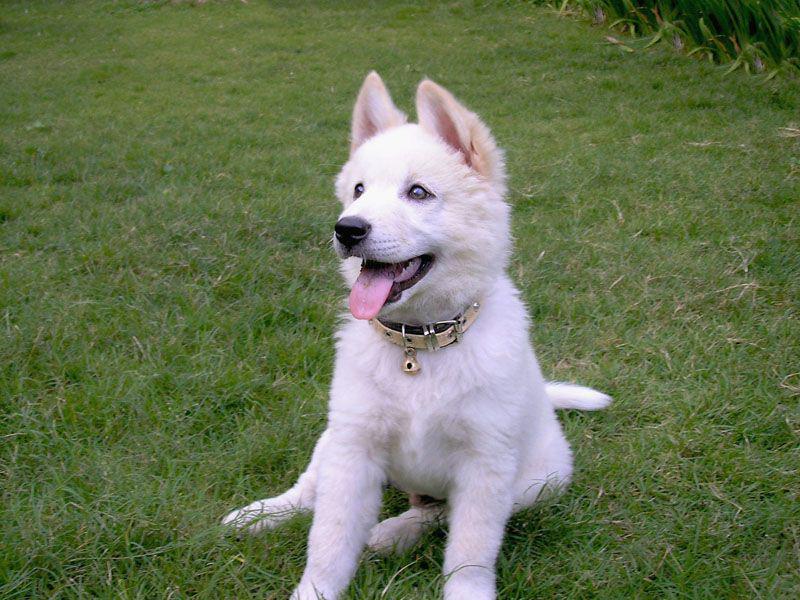 5 Fakta Anjing Kintamani, si Anjing Ras Asli Indonesia