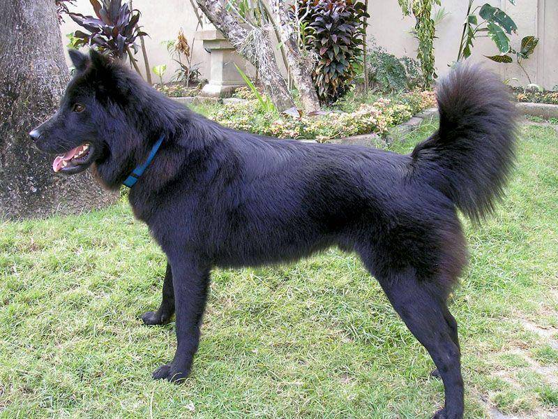 globaldogbreeds.com