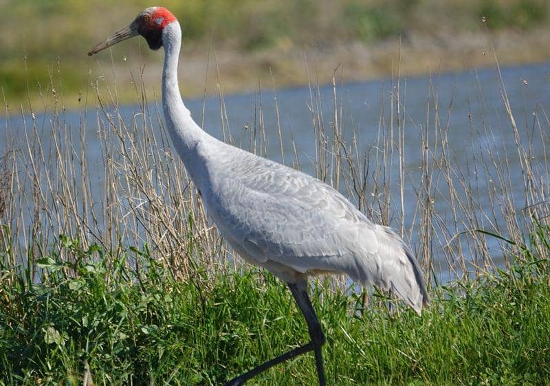 commons.wikimedia.org