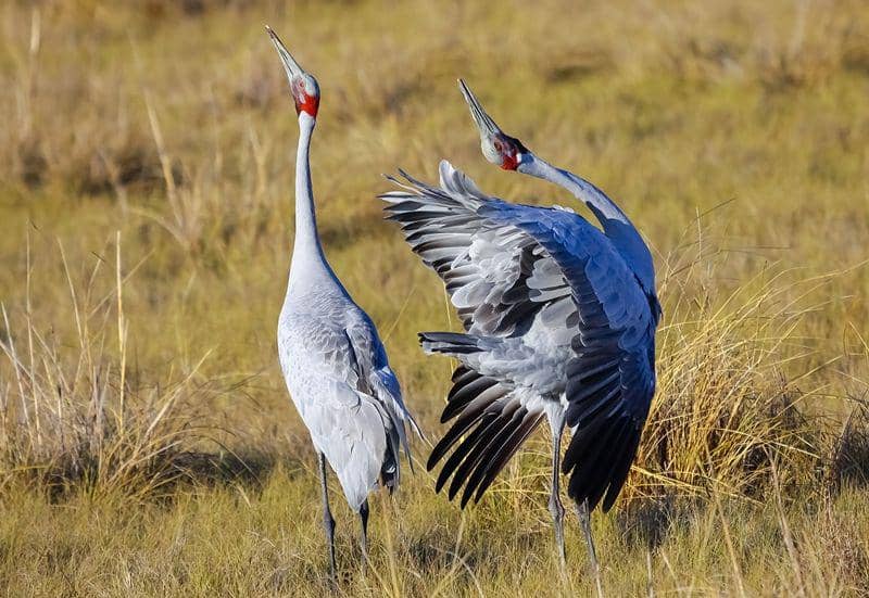 australiangeographic.com.au