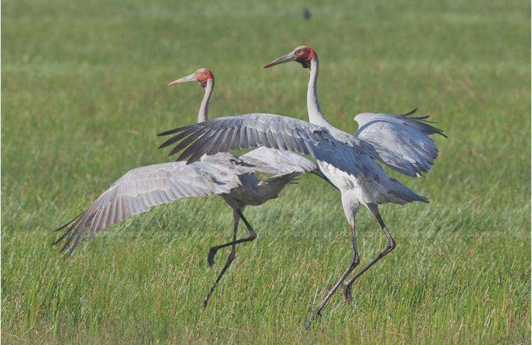 haydensanimalfacts.com