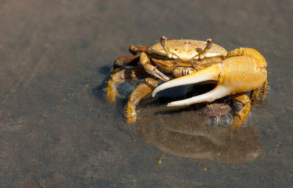 ilustrasi kepiting (pexels.com/Pixabay)