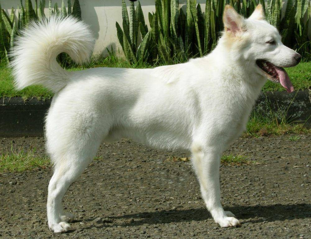 globaldogbreeds.com