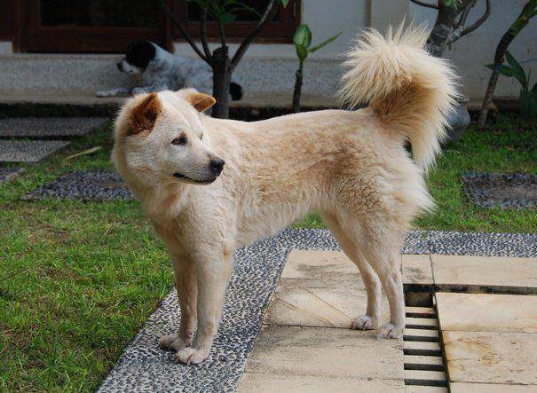 globaldogbreeds.com