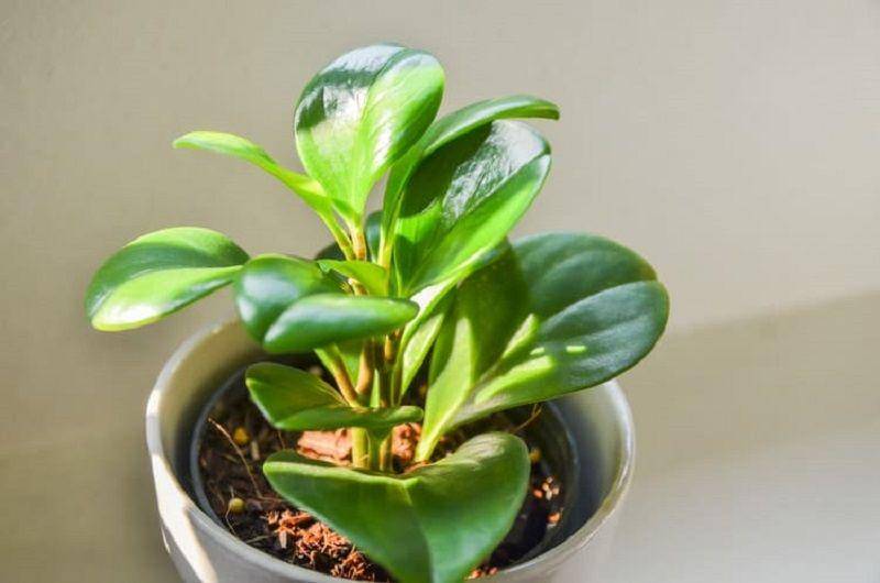 smartgardenguide.com