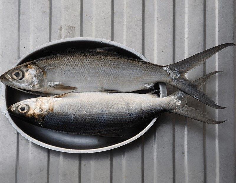 7 Kesalahan Mengolah Ikan Bandeng yang Membuatnya Gak Enak Dimakan