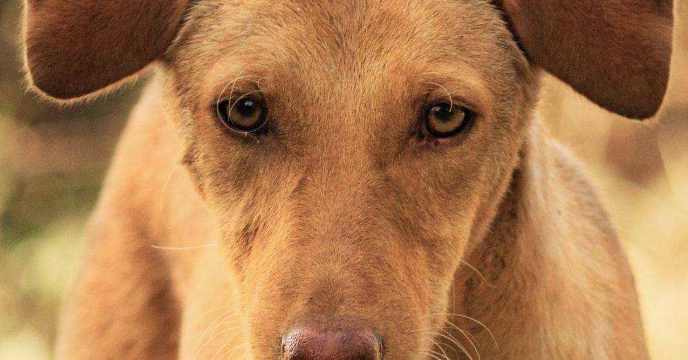 pexels.com/Vikas Solegaonkar