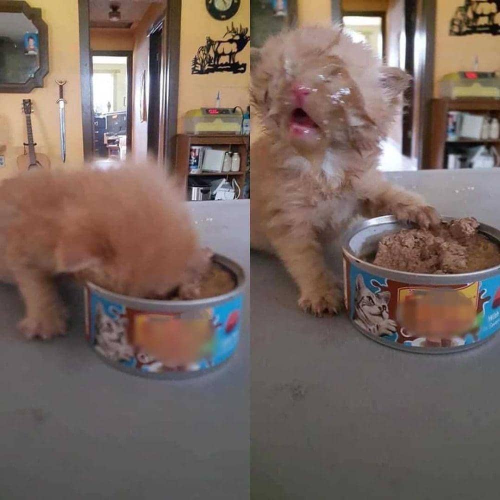 instagram.com/kucinglucucomel