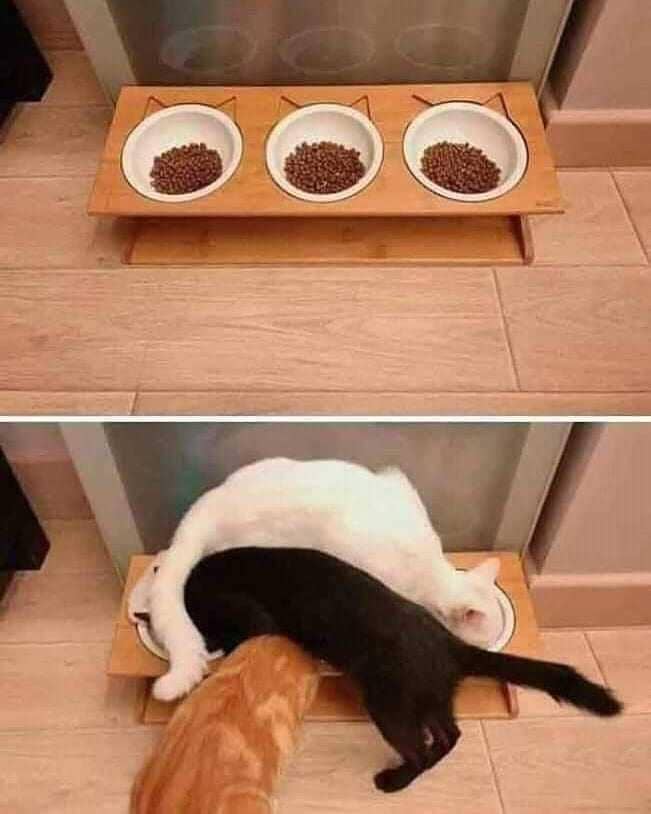 instagram.com/kucing_meme_indonesia