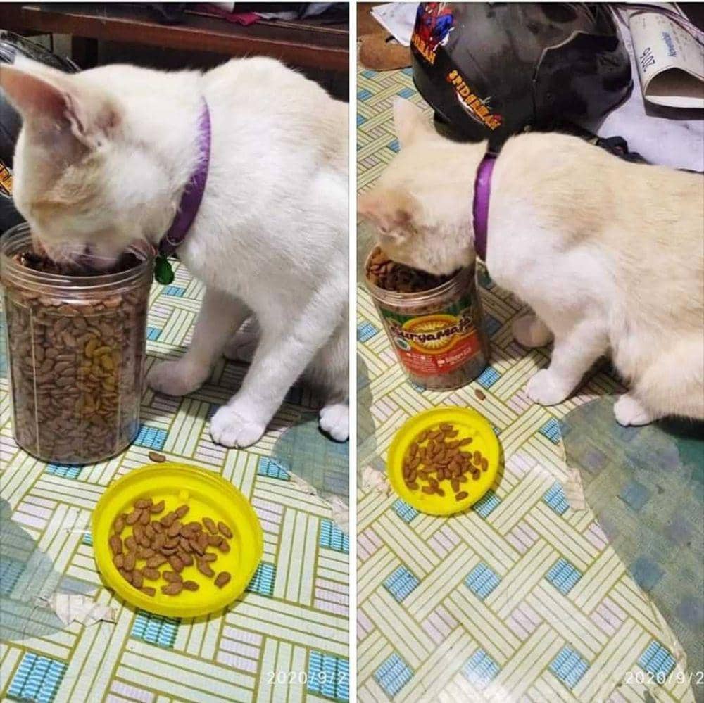 instagram.com/kucinglucucomel