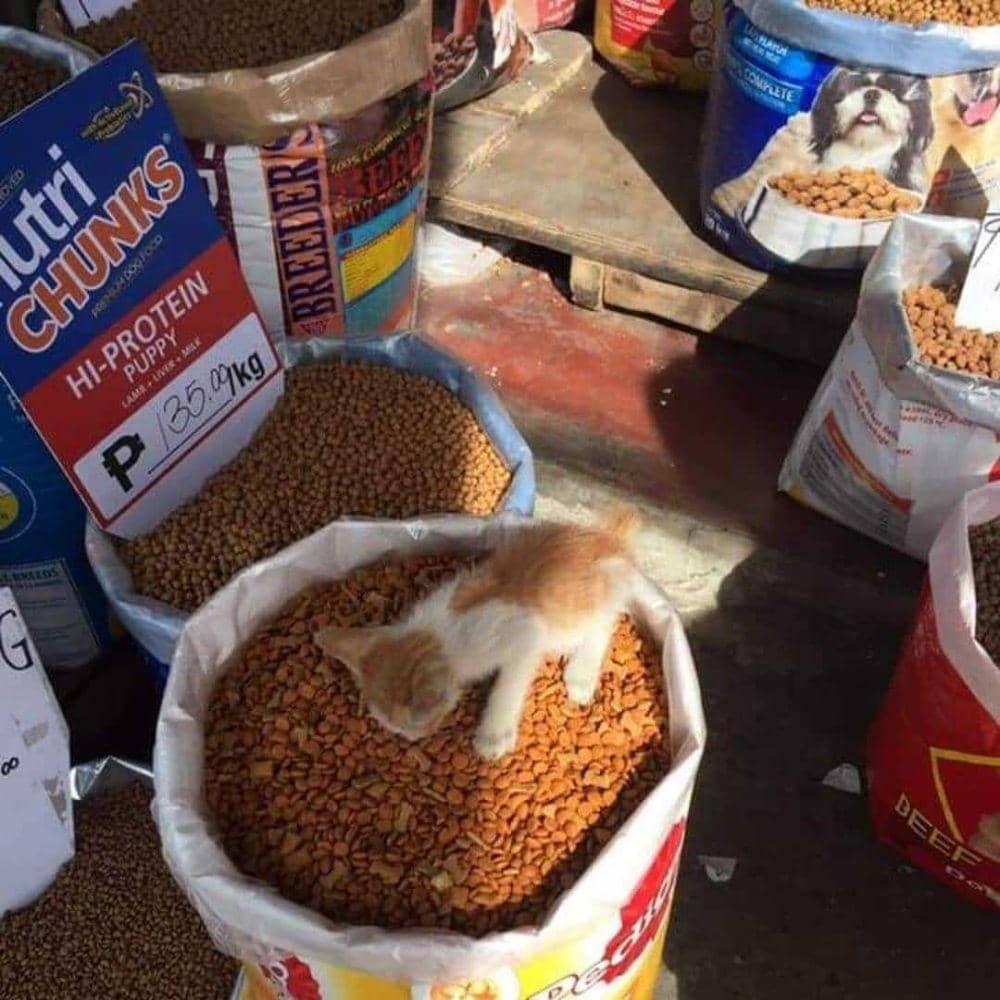 10 Tingkah Kucing saat Makan, Nyeleneh tapi Sukses Bikin Ngakak!