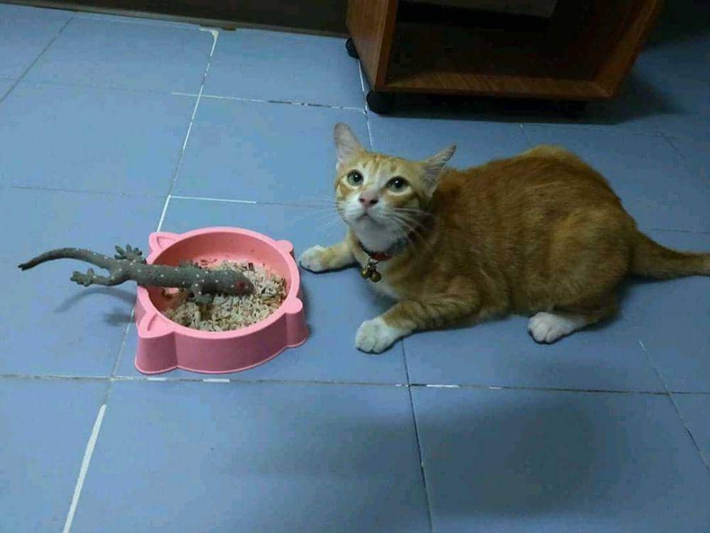 instagram.com/kocheng_oreen