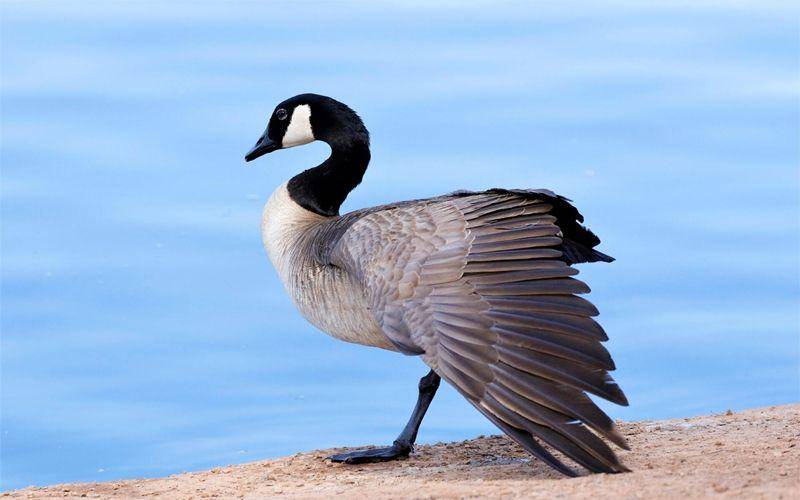 audubon.org
