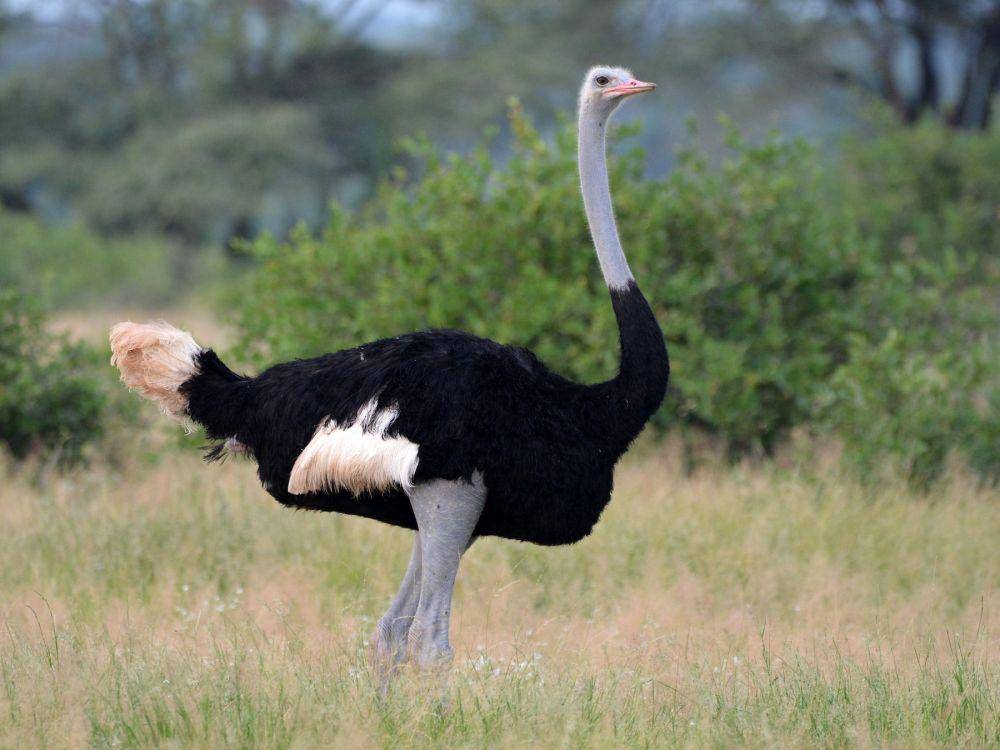 ebird.org