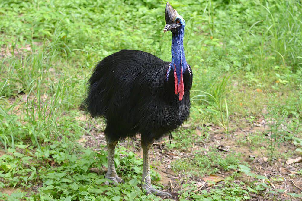 sandiegozoo.org