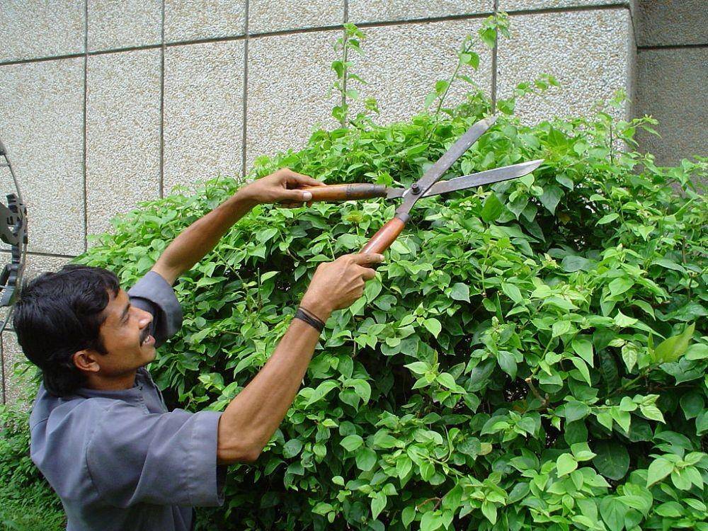 ilustrasi memotong tanaman (commons.wikimedia.org/Biswarup Ganguly)