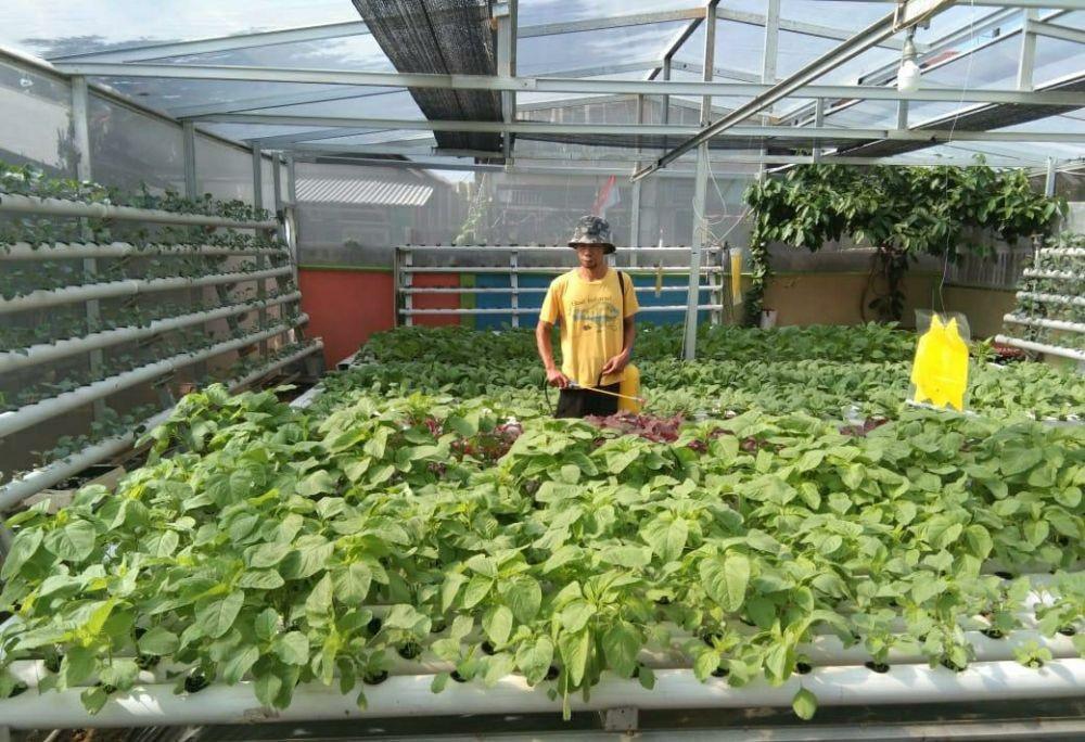 Tekun Tanam Sayuran, Hidroponik Green House Raih Omzet Puluhan Juta