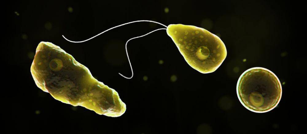 ilustrasi amuba (www.cdc.gov/)