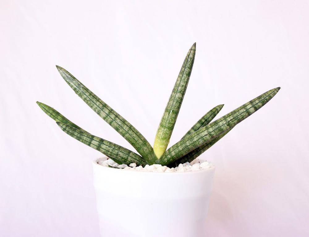 mpowerfulplants.com