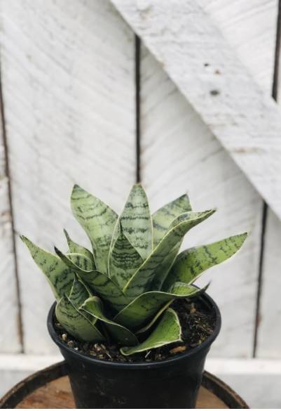 loweysgreenhouse.com